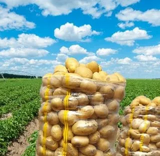 Patates